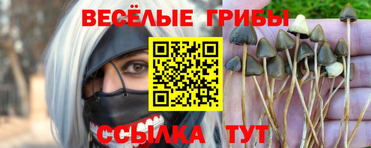 Галлюциногенные грибы Psilocybe Чехов